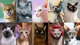 Top 10 Cat Breeds That Don't Shed 😻: Perfect for Allergy Sufferers!