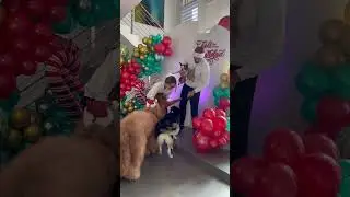 Christmas Pictures with 4 dogs! 