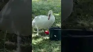 Тот, кто поселился в нашем саду)