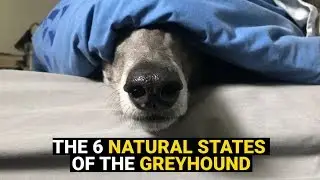 The 6 Natural States of the Greyhound