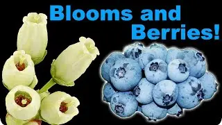 Delicious Native Blueberries for Pollinators, Wildlife and You!