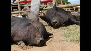 Good Pigs
