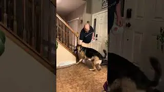 German shepherd she excited to walk with daddy Ed