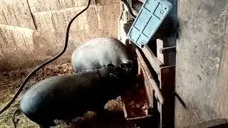 Вьетнамская свиноматка - печальная новость😪