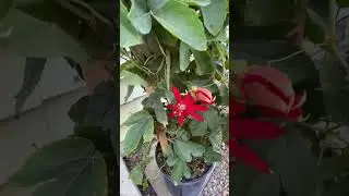 Passion flower