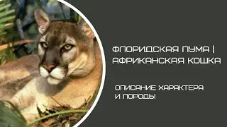Флоридская пума / болотная кошка: краткое описание, дикая кошка характер