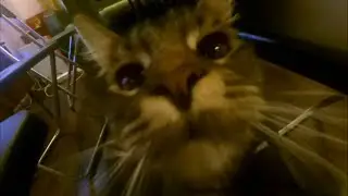 влог где купить цветы🌸на день рождения 🎈 автобусный барыга 🚃 😂кисундрий😻 маленький провод