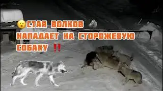 Нападение стаи Волков 🐺 🐺🐺на сторожевую собаку ‼️‼️ Слабонервным не смотреть 😱 2021!