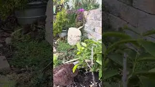 Effects of the cold on wax apple tree