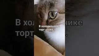 🍰🐾🐾ну, я сьела один кусочек 🐱 #приколы #озвучка #юмор #котики