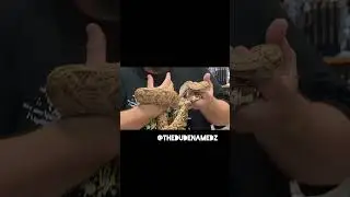 #Repticon Recap in 50 Seconds or less! 🦎🐍🐊🐢 #reptile #snake #reptilelove #reptilelife #exotic #pets