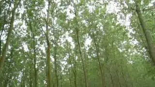 bosco pioppi lomellini