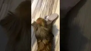 Зюка 😂😂 #tiktok #reaction #собака #pomeranian #шпиц #smile #собаки