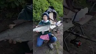 Жерех на фидер.Как так получилось 😲 