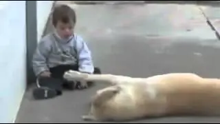 Собаки наши братья меньшие