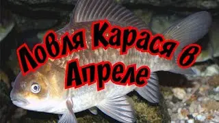 Ловля карася в апреле на фидер, поплавочную удочку.