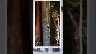 Aokigahara: El bosque de los susurros.