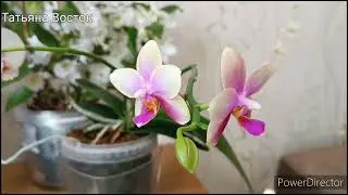 Обзор цветущих орхидей в январе! 10.01.2024г.