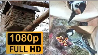 Great Tit Nesting Box - Most Interesting Scenes