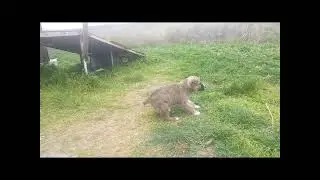 Щенок кавказской овчарки.
