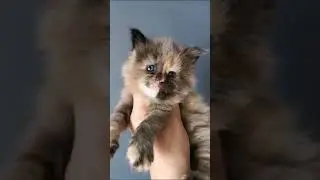Maine Coon cat.  Color black turtle.  For reserve.