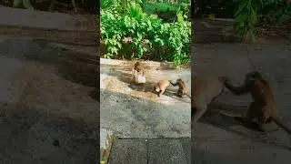 #shorts #short #monkey #ubud #bali #bintan #indonesia #france #malaysia #america #australia #japan