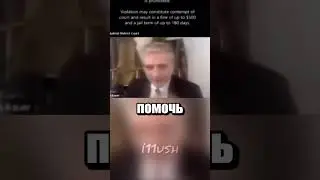 Судебное заседание с котиком