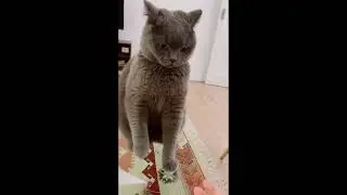 #funny #Cat #attack #pets #going #crazy #on #human #and #objects