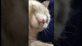 Самый ленивый кот 🐈
