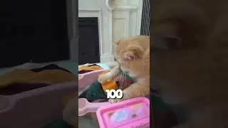 Washing a cat t-shirt 100 times