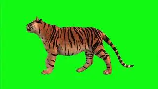 Tiger   | Green Screen: Chroma Key Full 1080p HD