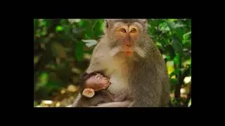 Wild Animal Stock Footage