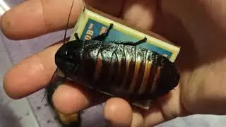Мадагаскарские тараканы: размеры и БРАЧНЫЕ ИГРЫ:-)