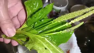 Plantain, A decoction of plantain