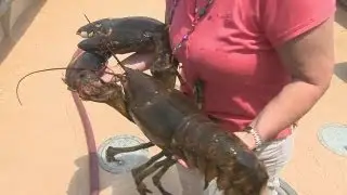 22 lb. lobster freed from Groton restaurant