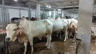কুরবানির বিশাল গরু ২০২৫