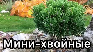 Мини-хвойные для альпийских корыт Обзор