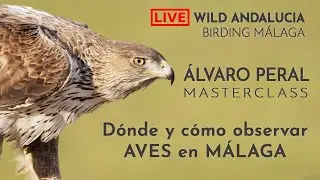 Observar aves en Malaga: dónde y cuándo ir. Birding Málaga