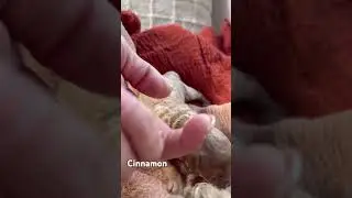 Our red toy poodle puppy Cinnamon cyndispoodles.com