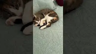 Freeloading Cats!!!  #cat #catlover #cats