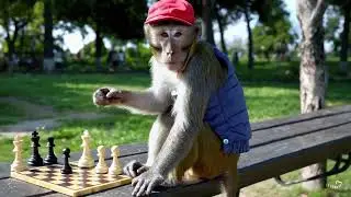 Monkey playing chess in a park #aivideoart