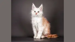 Meet The Majestic Maine Coon Kittens From Saxon Cats In Our Exciting Promo Video!