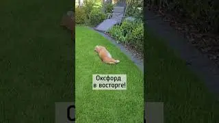 Весна во всей красе☘️ Кот Оксфорд в восторге☘️☘️