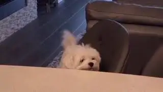 Doggo