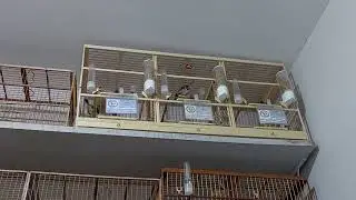 Nova Mexida do Coleiro ABSINTO, parceria sem fêmea