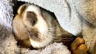 An otter sleeping happily wrapped in a blanket [Otter life Day 430]【Otter Aty & Mr.Cat】