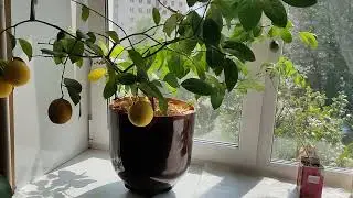 Лимон на подоконнике. Часть 8.
