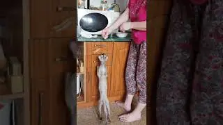 Кошка и рыба