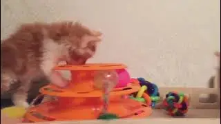 Только посмотрите как эти сладкие к😊л😊б😊чки играют💛💛💛