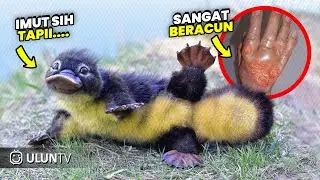 Beware! 7 Cute Animals That Are Very Dangerous to Humans